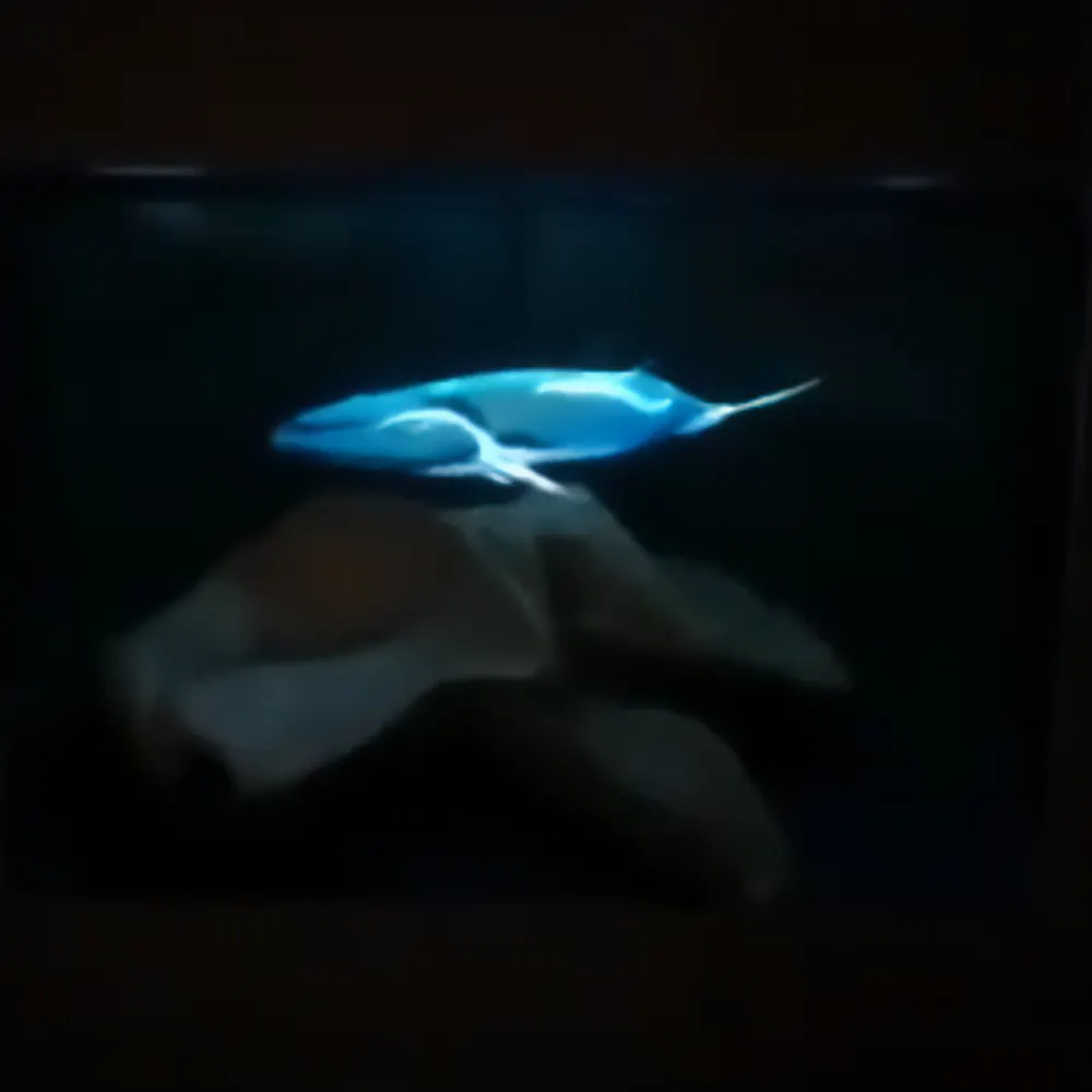 Photograph 1 of “Whale hologram”, Sea Museum, Torre del Cerrano
